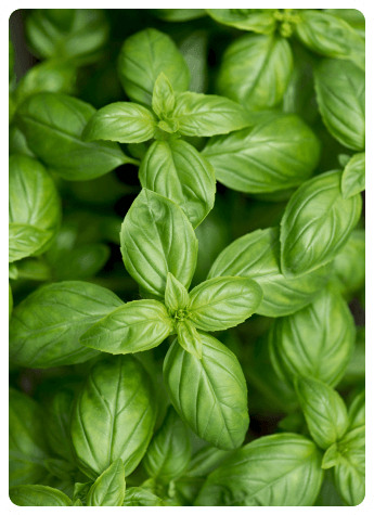 basil